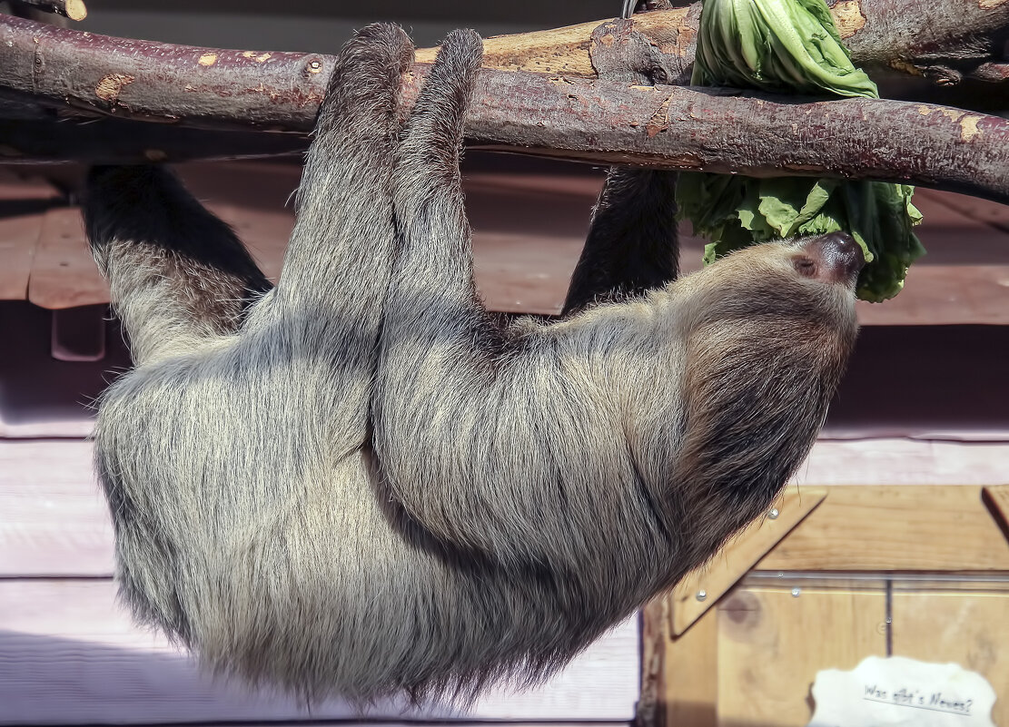 Лакомка ленивец - Alexander Andronik