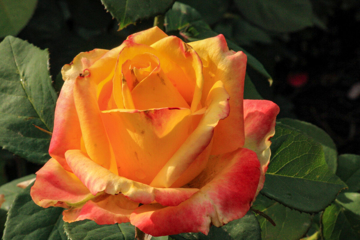 Роза - Виктория 