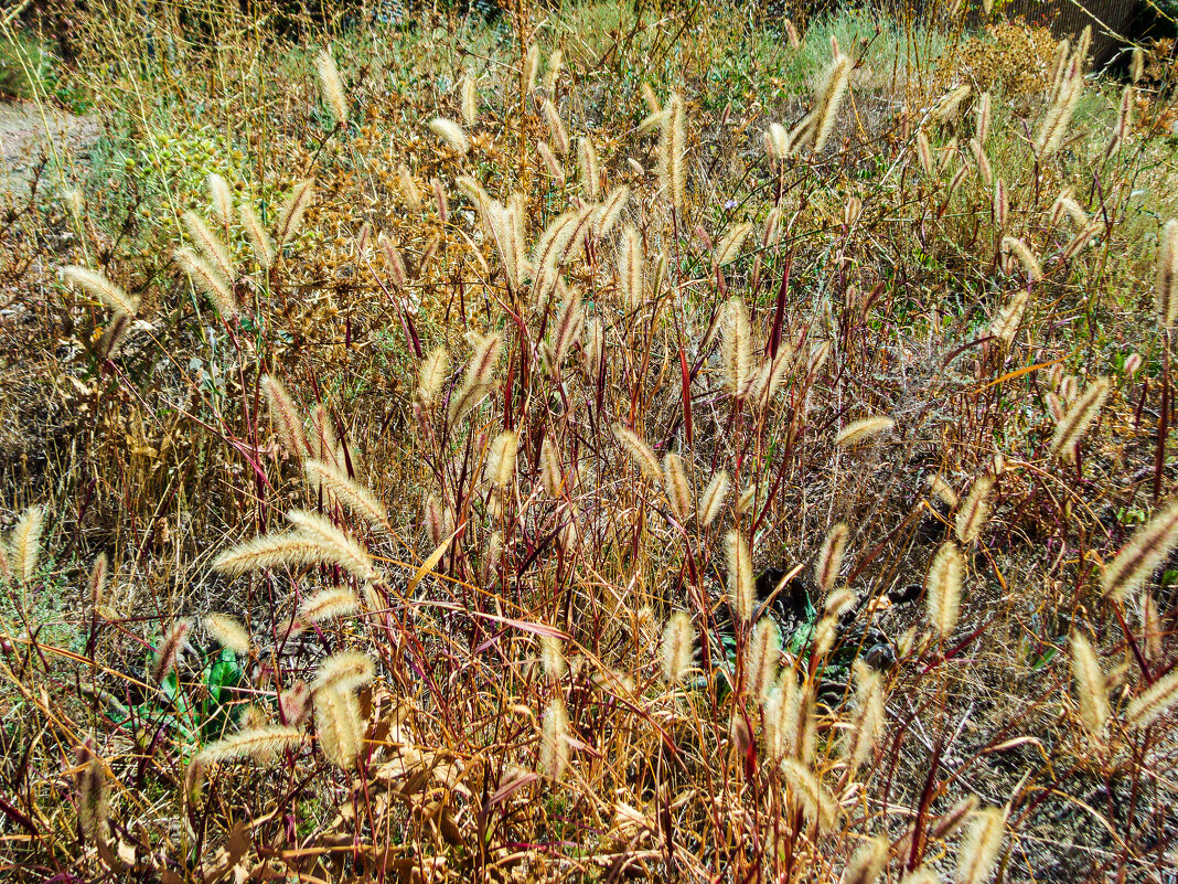 Осени картинки.Пушистики нежные! - Варвара 