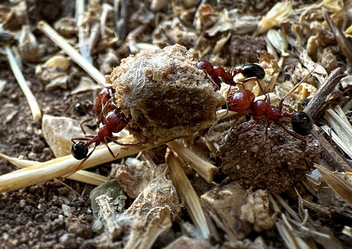 Ташшым :) - Александр Деревяшкин