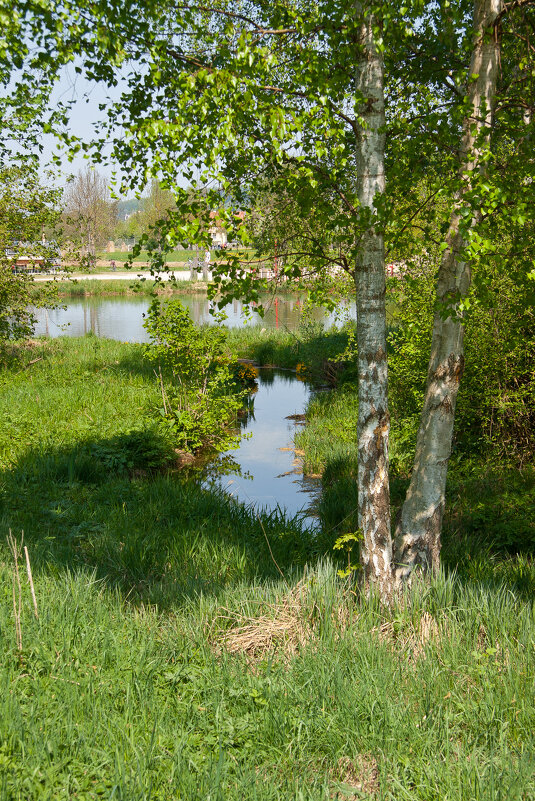 Берёзка - Waldemar F.