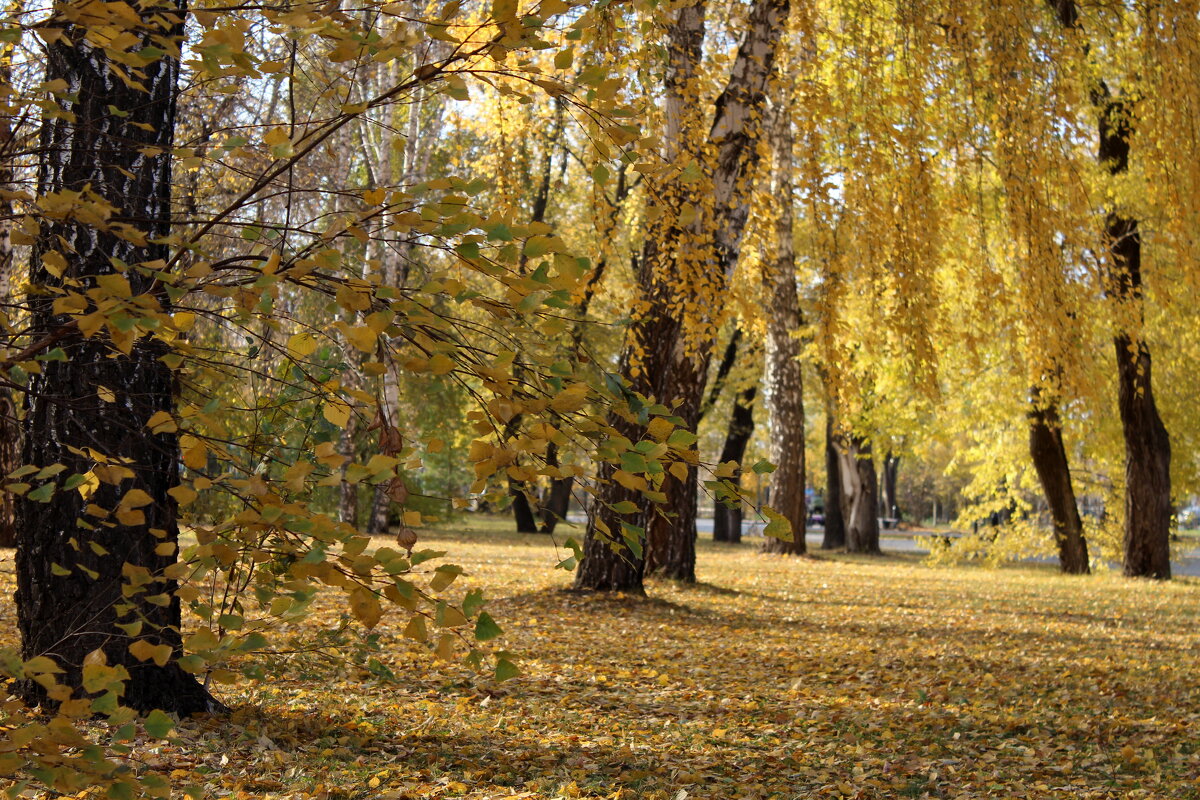 Уж небо оснью дышало... - Нина Сироткина 