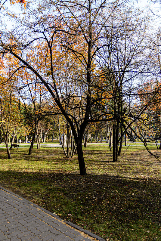 *** - Елена Берсенёва