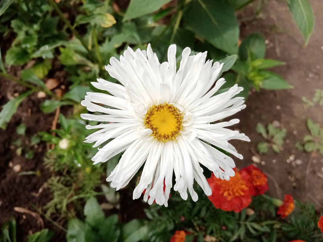 Цвет сентября. - Владимир Драгунский Цвет сентября. - Владимир Драгунский