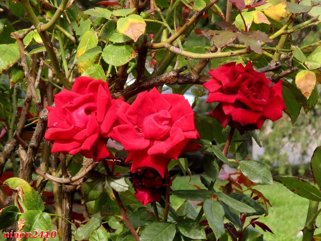 Октябрьские красотки - Нина Бутко Октябрьские красотки - Нина Бутко