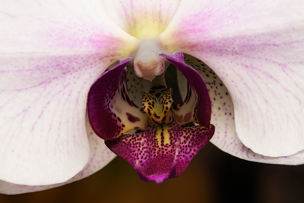 Орхидея.23.10.2022 - Viktor Makarov