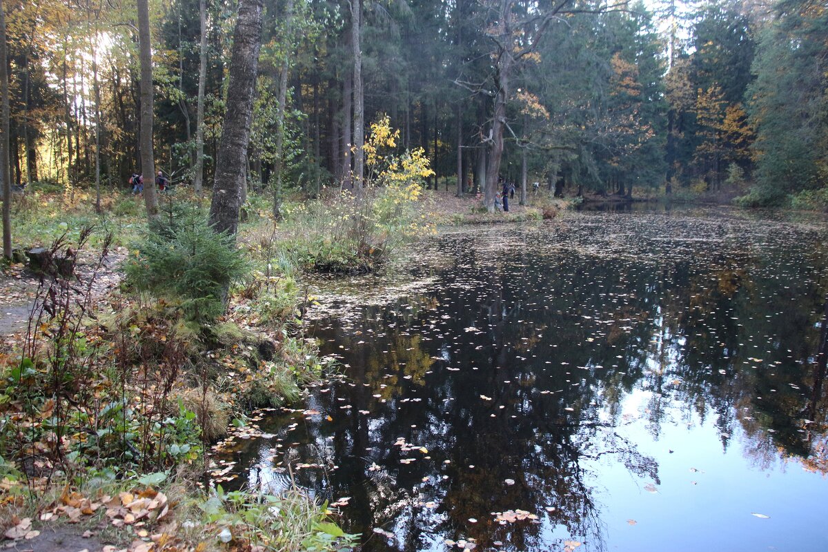 Шуваловский парк - Наталья Герасимова