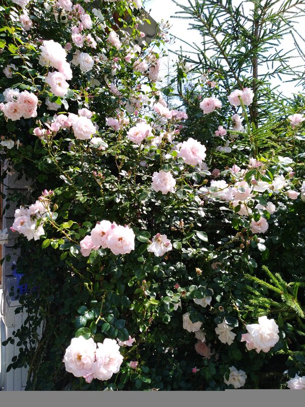 Роза плетистая - Нина Колгатина Роза плетистая - Нина Колгатина