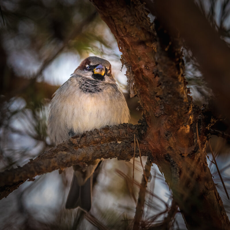 Птичка - Игорь Васильев 