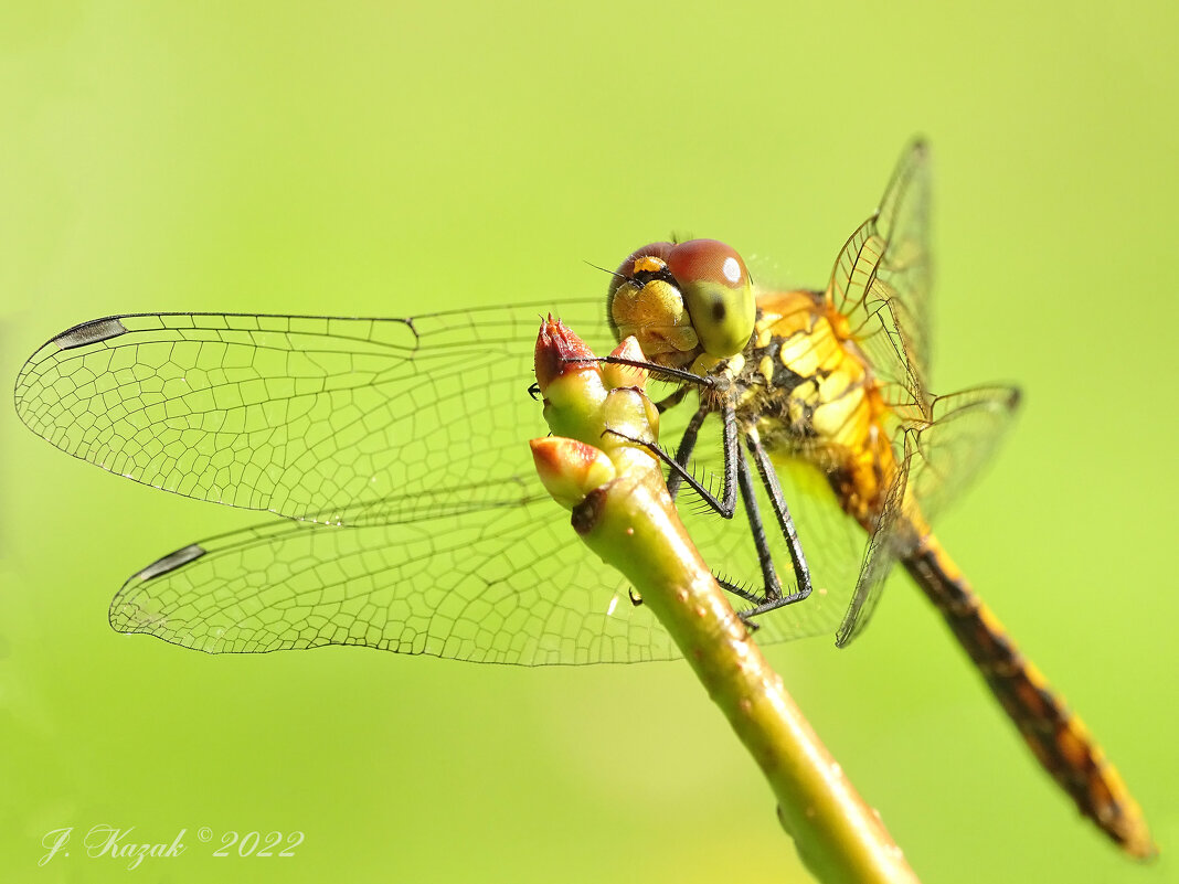 *** - Елена Kазак (selena1965) *** - Елена Kазак (selena1965)