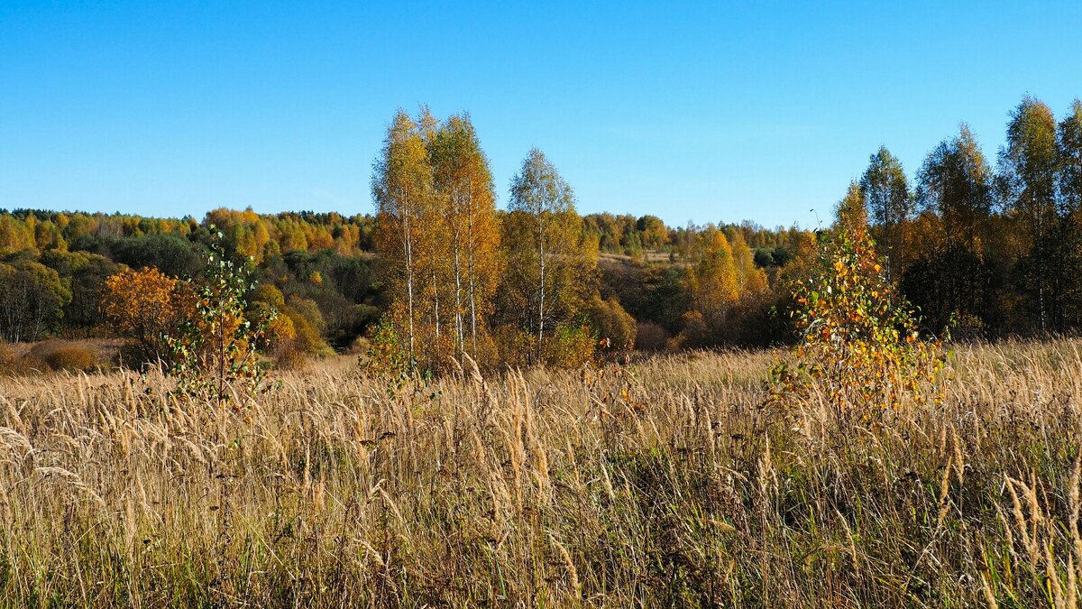 Смоленская осень (репортаж об осенней природе). - Милешкин Владимир Алексеевич 