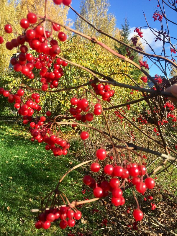 осенняя пора - tatiana 
