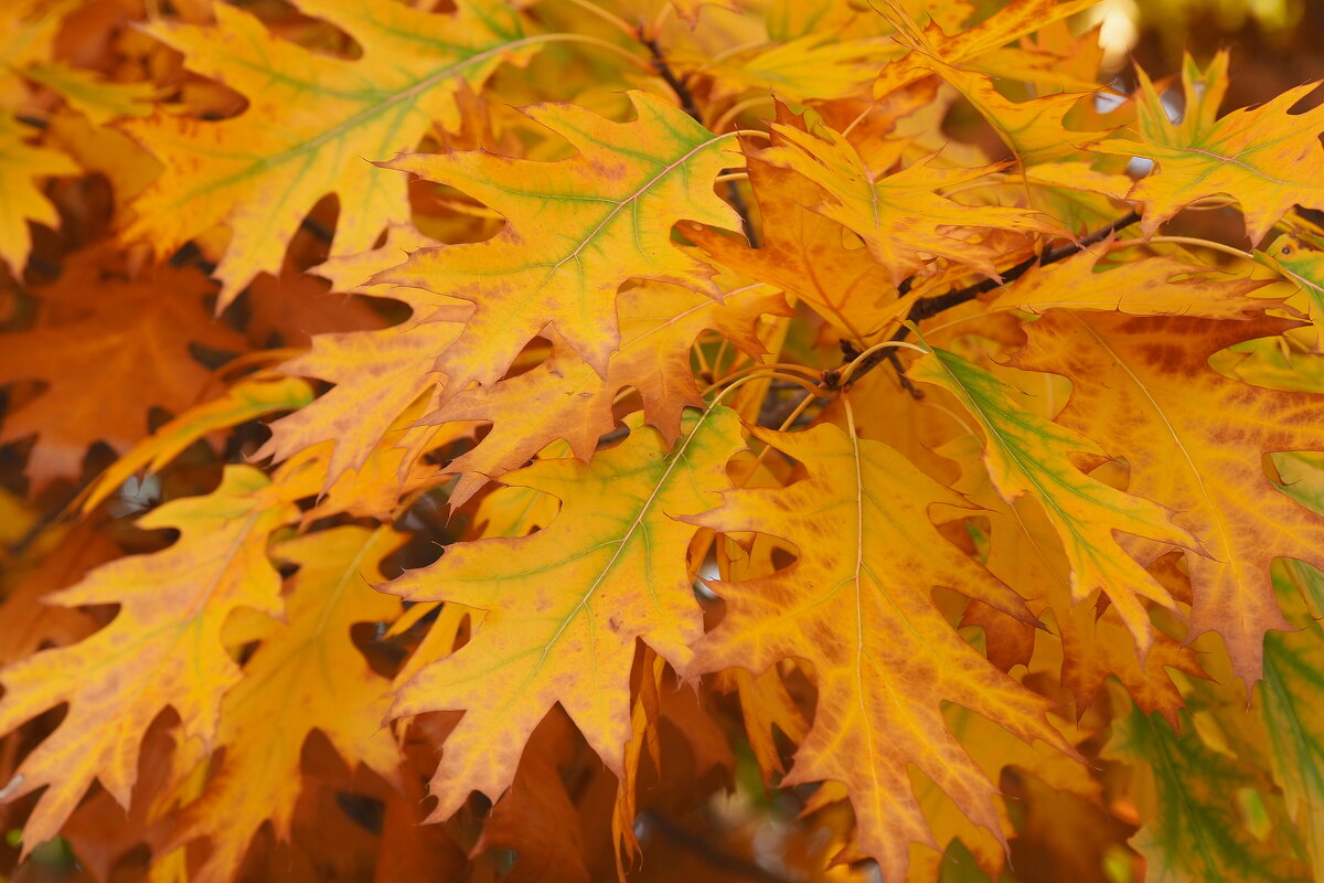 Quercus Rubra Дуб красный - wea *