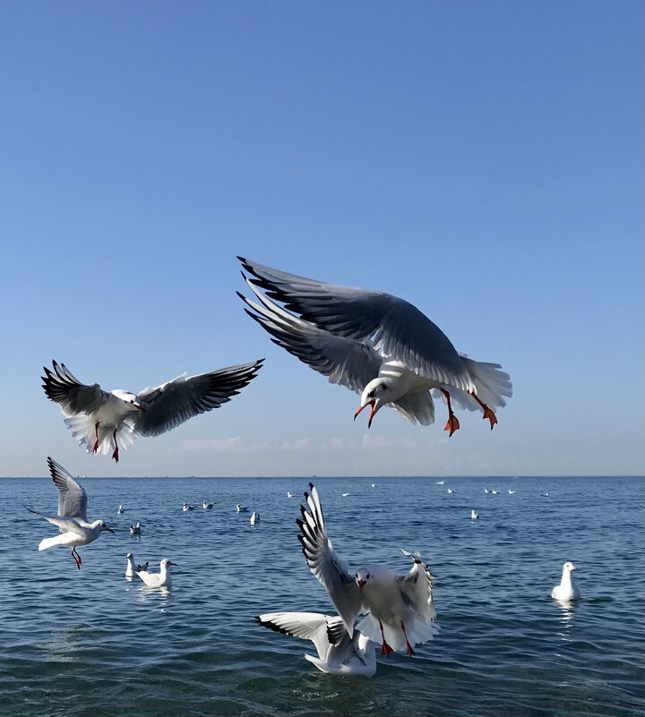 Птичий «базар» - Pippa 