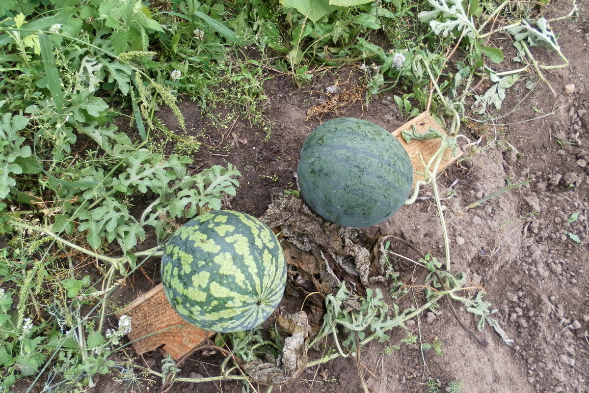 на даче - Дмитрий Лупандин