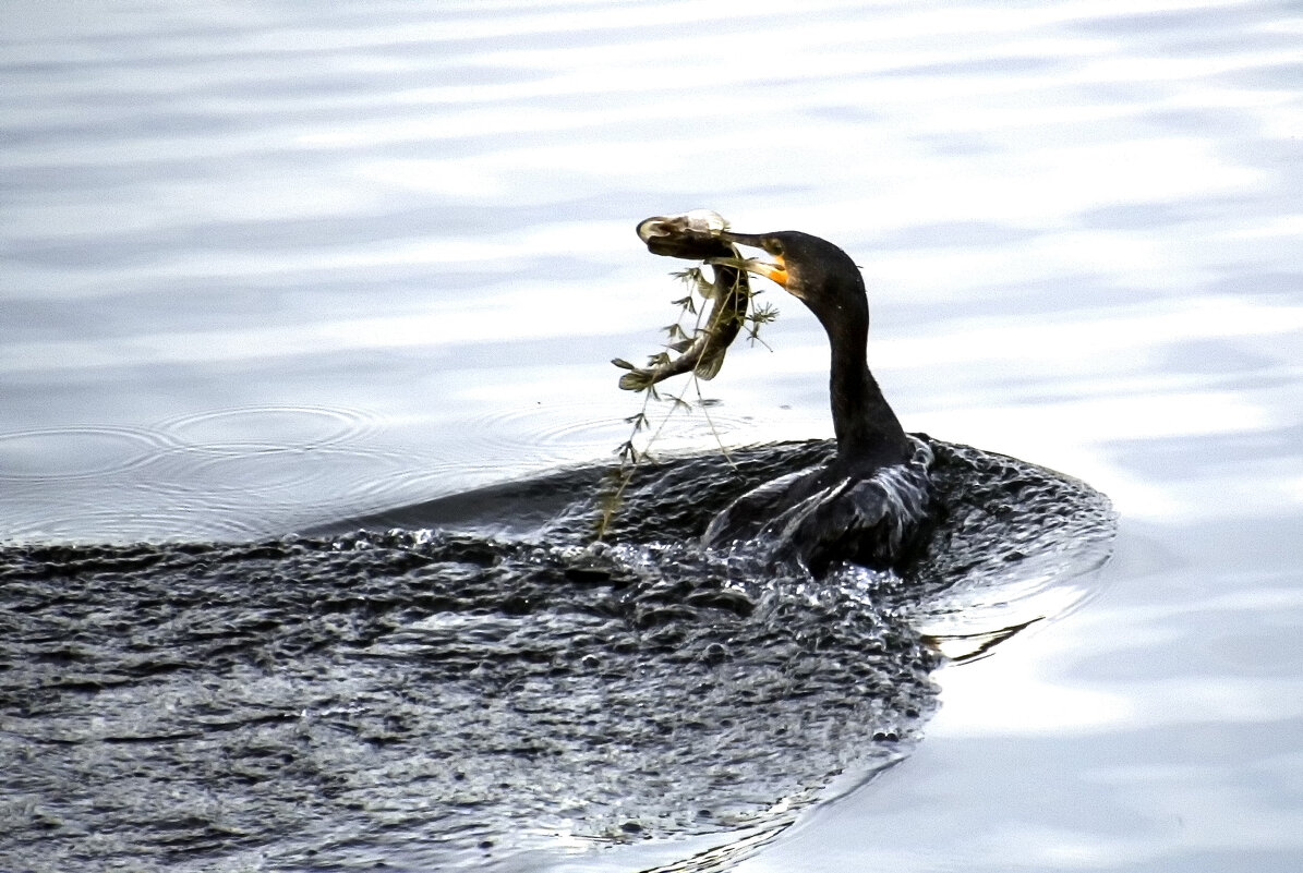 Удачливый рыболов - Alexander Andronik