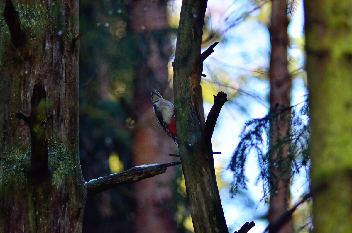 Красная жопка... - Станислав Мутовин