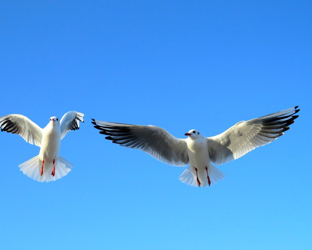 Танцевальный дуэт) - Наталья Пономаренко