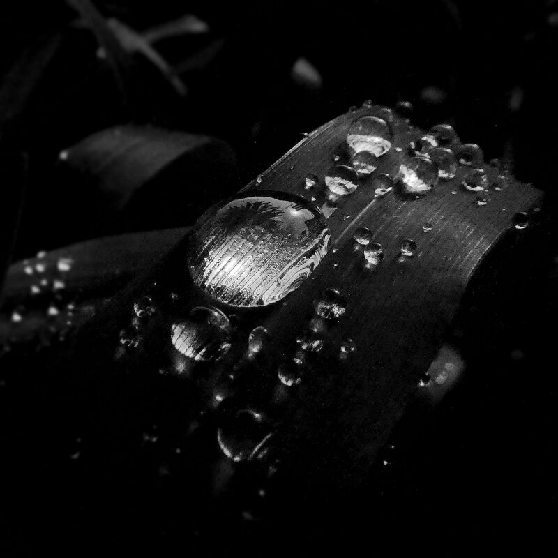 Капли утренней росы... - Владимир Шошин Капли утренней росы... - Владимир Шошин