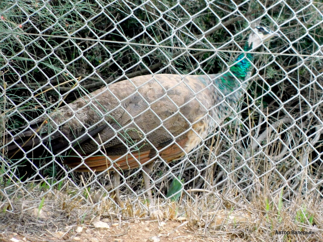 За решеткой. - Валерьян Запорожченко За решеткой. - Валерьян Запорожченко