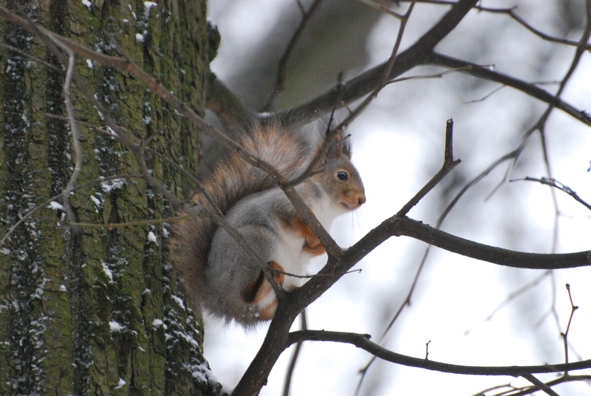 Белка - <<< Наташа >>> Белка - <<< Наташа >>>
