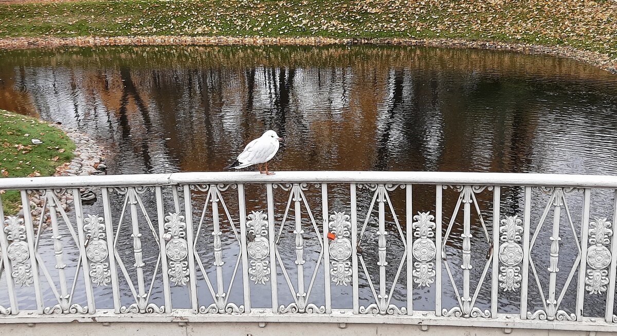 Осень в Михайловском саду - Наталья Герасимова Осень в Михайловском саду - Наталья Герасимова