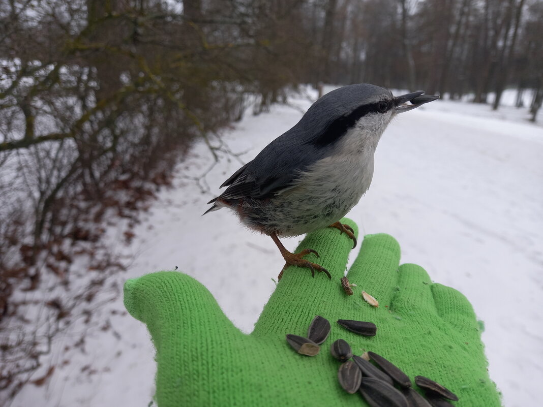 Поползень - Сапсан 
