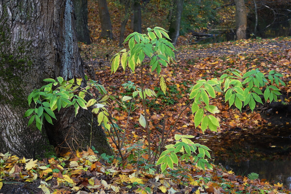 Осенний этюд - Маргарита Батырева