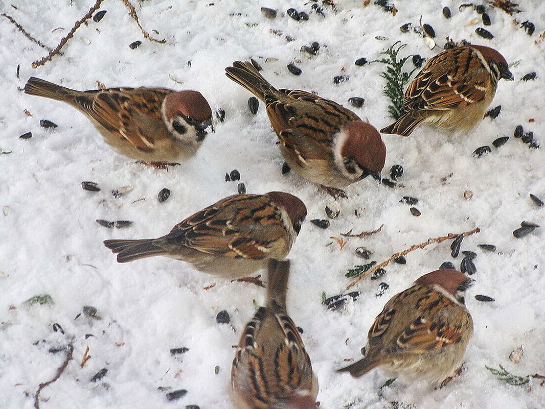 Ватага - Людмила Смородинская