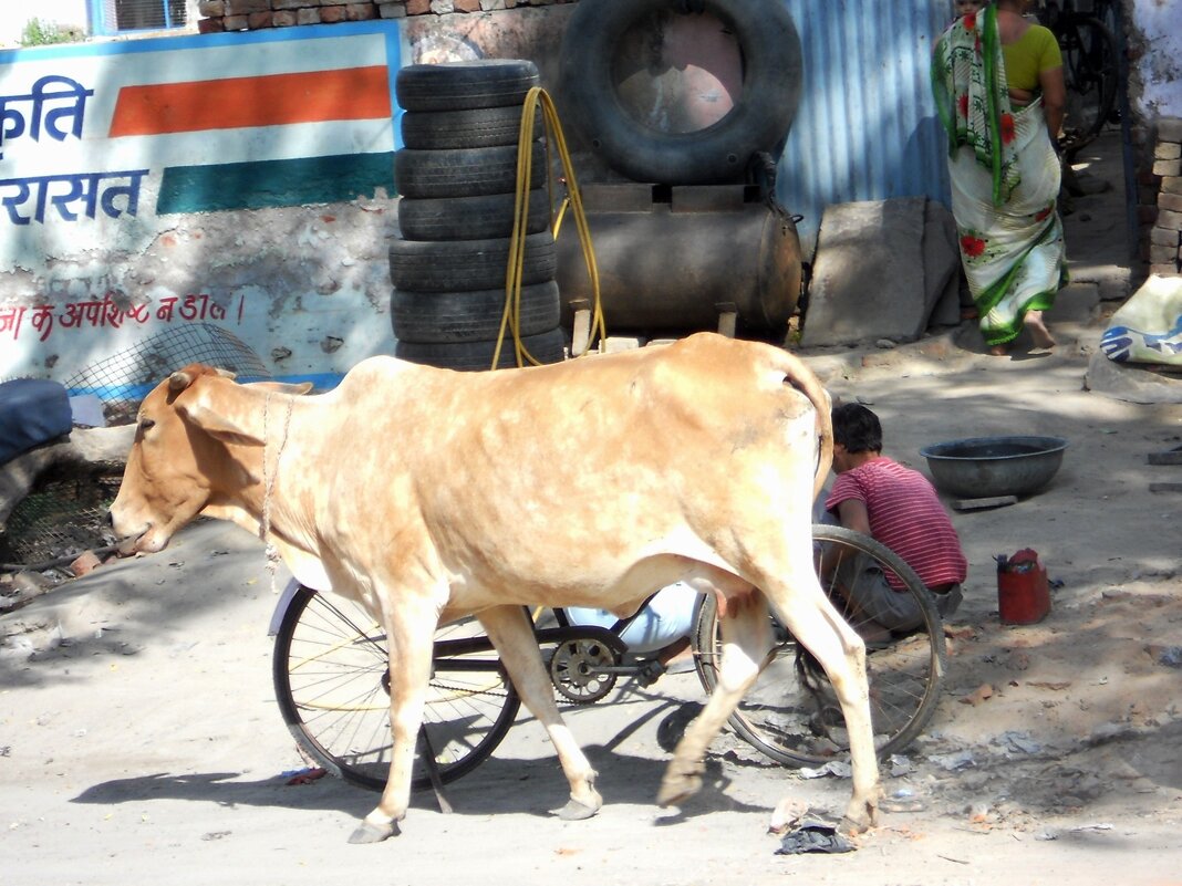 Повседневная жизнь Индии. 2011 - Gopal Braj Повседневная жизнь Индии. 2011 - Gopal Braj