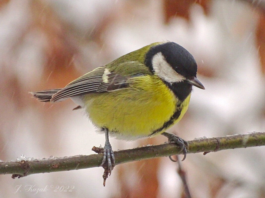 *** - Елена Kазак (selena1965) *** - Елена Kазак (selena1965)