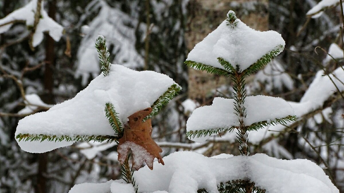 Картинка декабря. - Милешкин Владимир Алексеевич Картинка декабря. - Милешкин Владимир Алексеевич