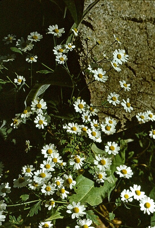 ПО ВЫСОКИМ ГОРАМ. - Виктор Осипчук ПО ВЫСОКИМ ГОРАМ. - Виктор Осипчук