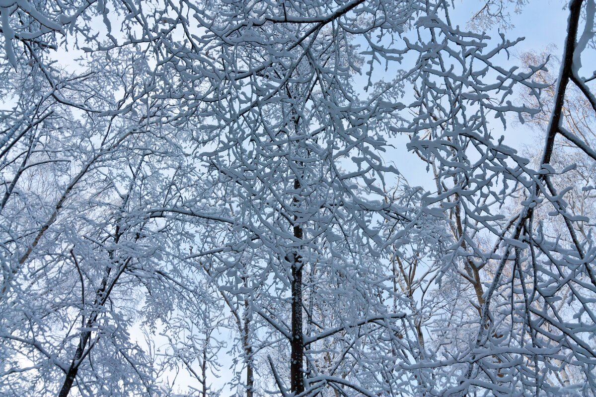 В зимнем лесу. - Алексей Трухин В зимнем лесу. - Алексей Трухин