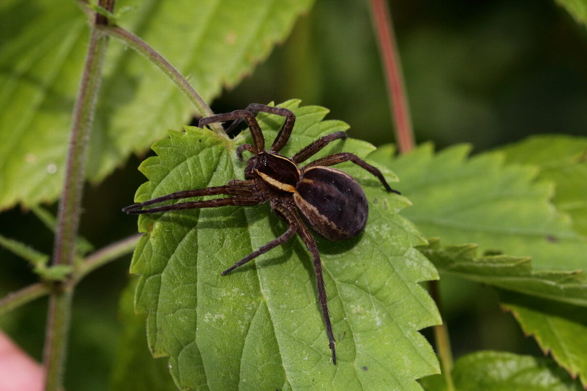 Охотник каёмчатый (Dolomedes fimbriatus (Clerck, 1757)) - Павел Морозов