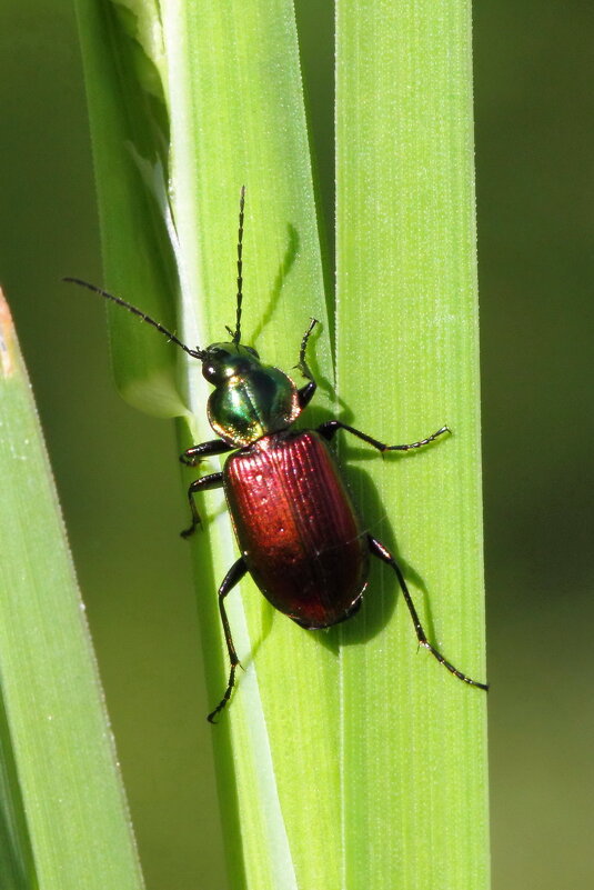 Быстряк шестиямчатый (Agonum sexpunctatum (Linnaeus, 1758)) - Павел Морозов