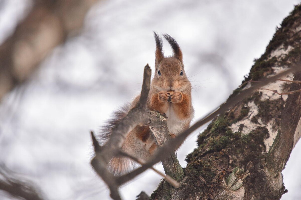 высоко сижу.... - Зинаида Манушкина
