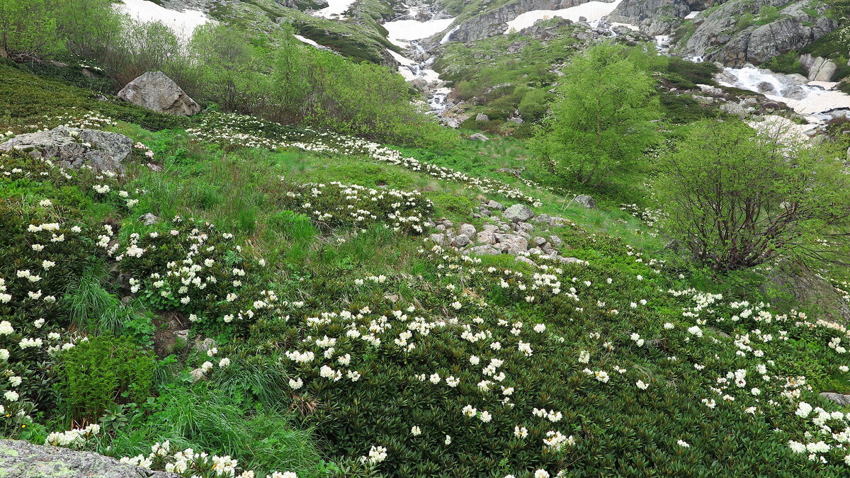 Дигория - alers faza 53 