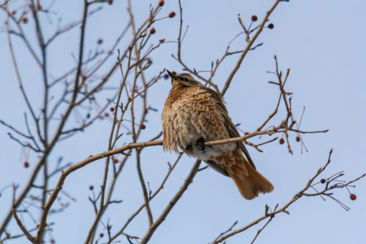 *** - Виктор Иванович Чернюк *** - Виктор Иванович Чернюк