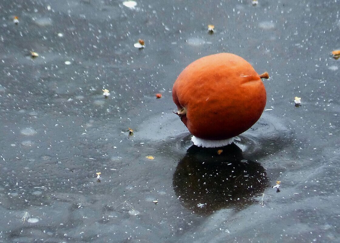 на подушке из инея - Вера 