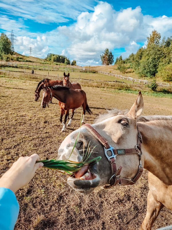 Приятного аппетита! - Юля Жуковская Приятного аппетита! - Юля Жуковская