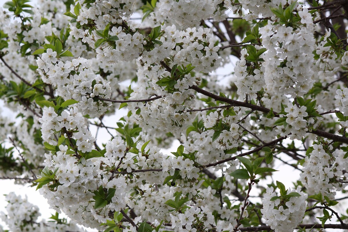 *** - kentiya *** - kentiya