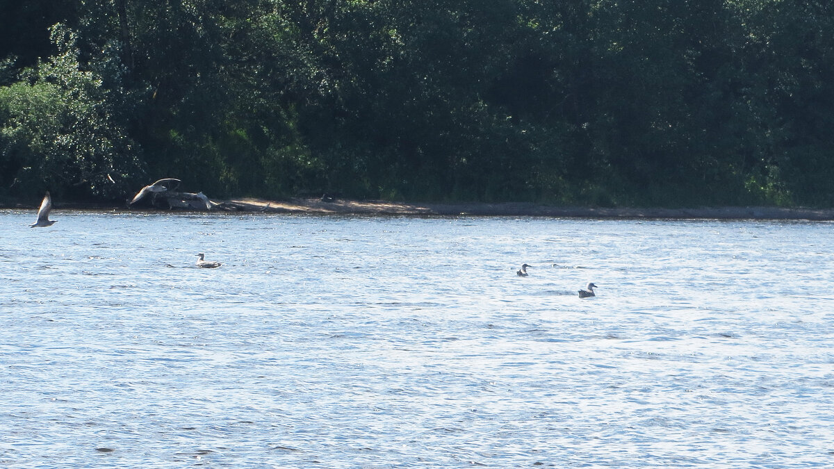 На Неве - alemigun На Неве - alemigun