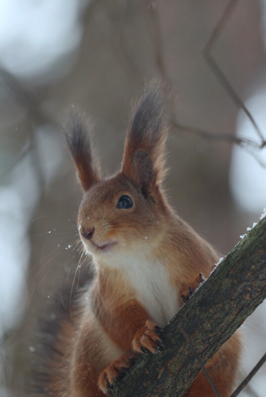 Кисточки подросли... - Александр Кондаков Кисточки подросли... - Александр Кондаков