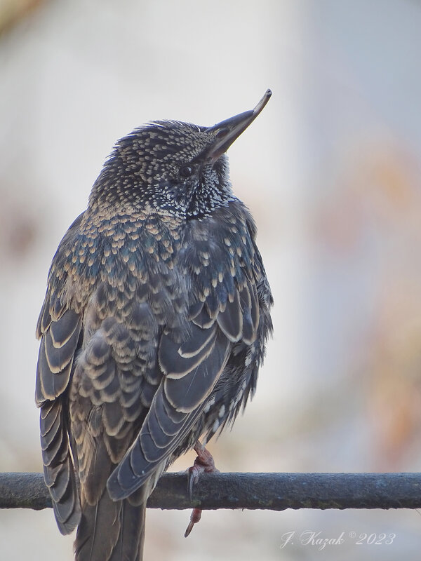 *** - Елена Kазак (selena1965) *** - Елена Kазак (selena1965)