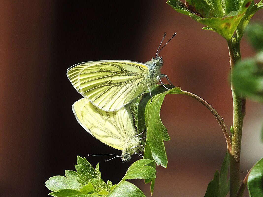 ** - Зоя Мишина