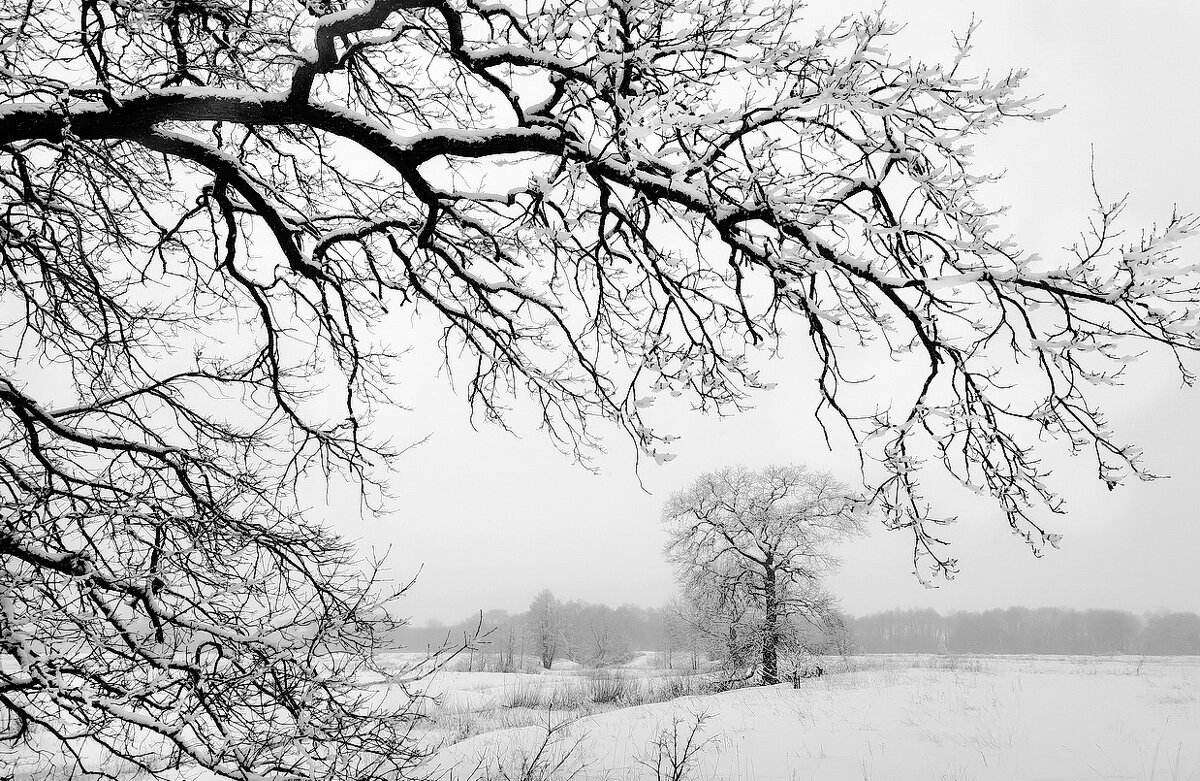 Взгляд из под кроны дуба... - Владимир Шошин Взгляд из под кроны дуба... - Владимир Шошин