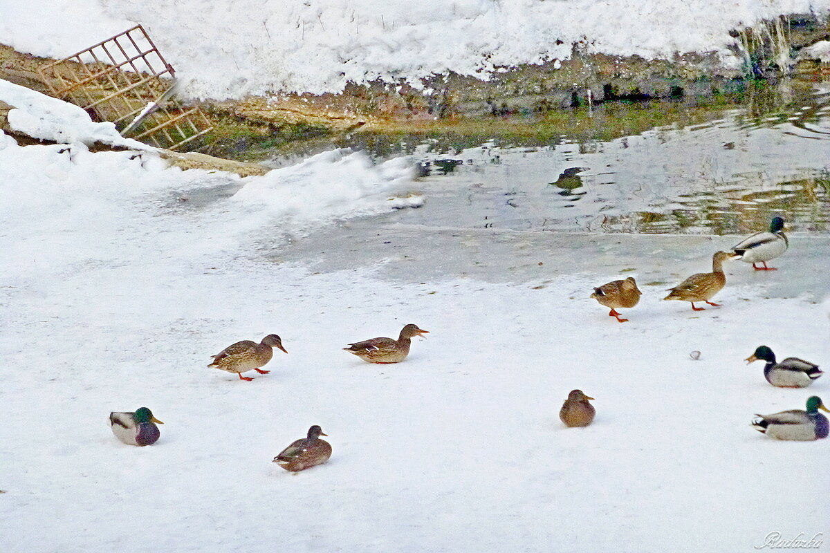 Утки за городом - Raduzka (Надежда Веркина)