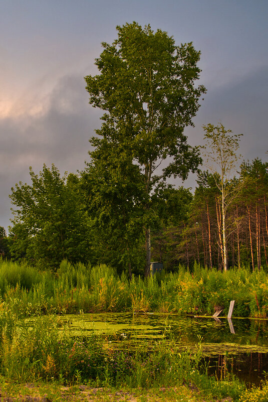Перед грозой - Людмила Фил Перед грозой - Людмила Фил