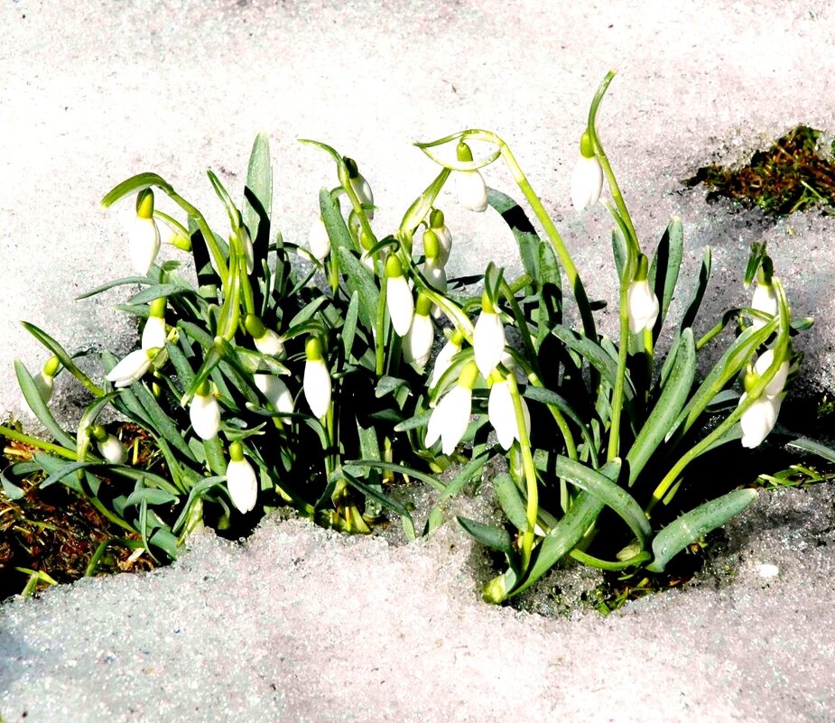 Встреча весны в снегах... - ГЕНРИХ Встреча весны в снегах... - ГЕНРИХ